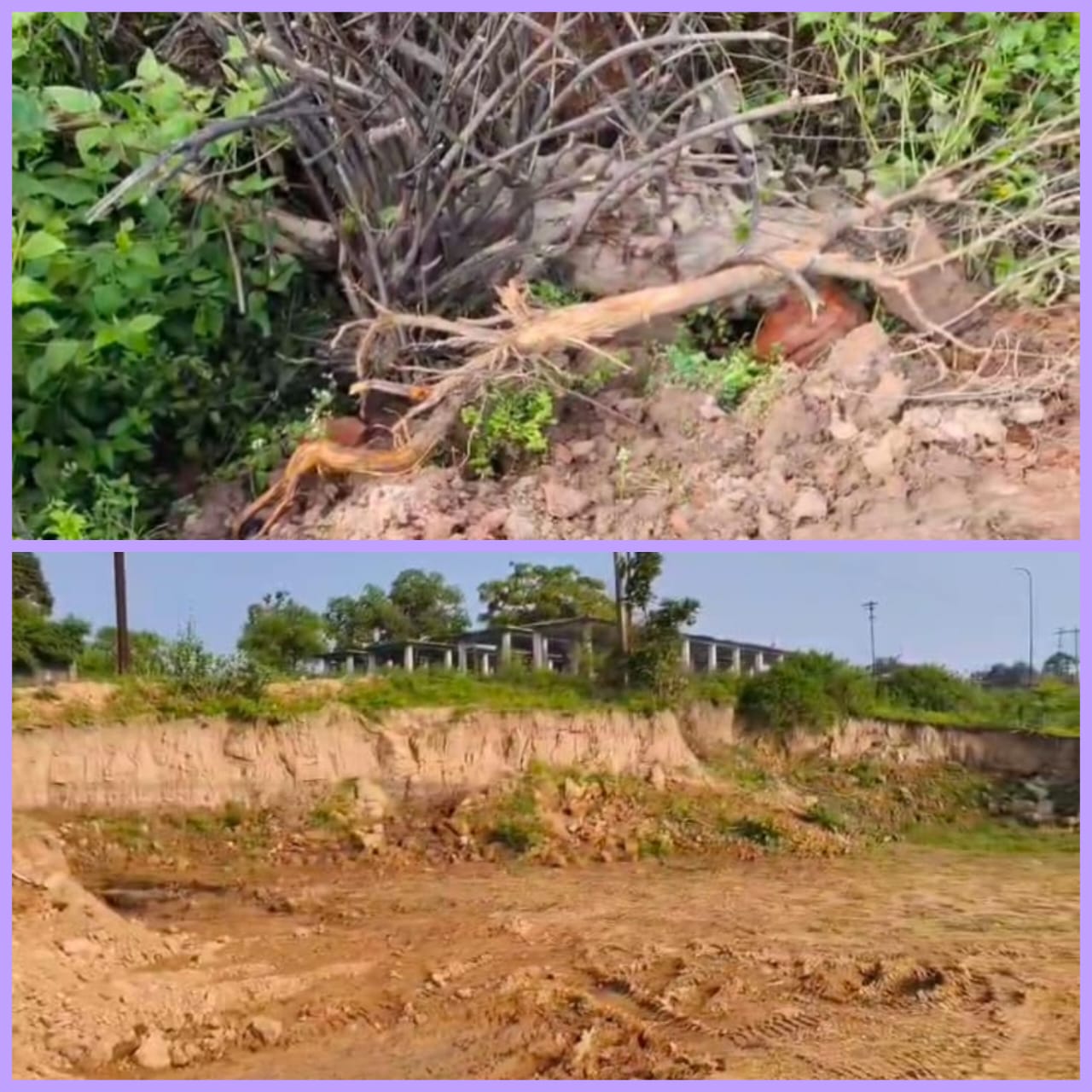 चिरमिरी में हरे पेड़ों की कटाई और मिट्टी चोरी पर हंगामा, जेसीबी से जारी खुदाई, प्रशासन और वन विभाग मौन