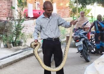वार्ड नंबर 6 बृजमनगंज में घर में घुसा अजगर, मचा हड़कंप-सभासद के सहयोगी को काटा