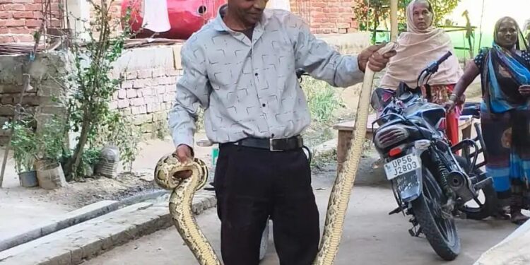 वार्ड नंबर 6 बृजमनगंज में घर में घुसा अजगर, मचा हड़कंप-सभासद के सहयोगी को काटा