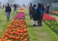 लुटियंस दिल्ली में खिलेगी ट्यूलिप की बहार: 27 दिसंबर से 2.6 लाख से अधिक बल्ब लगाएगी एनडीएमसी