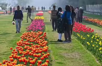 लुटियंस दिल्ली में खिलेगी ट्यूलिप की बहार: 27 दिसंबर से 2.6 लाख से अधिक बल्ब लगाएगी एनडीएमसी