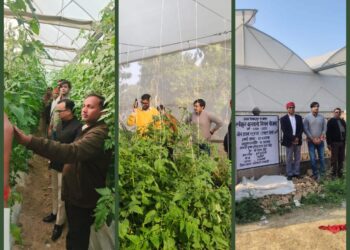 रायबरेली के सुदौली में पाली हाउस सत्यापन, आधुनिक तकनीक से टमाटर उत्पादन को बढ़ावा