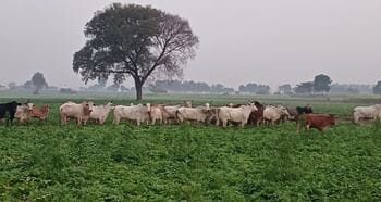 महराजगंज में भीषण ठंड के बीच खेतों की रखवाली को मजबूर किसान, छुट्टा पशुओं से फसलें तबाह