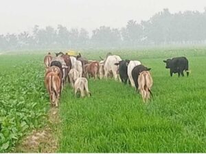 महराजगंज में भीषण ठंड के बीच खेतों की रखवाली को मजबूर किसान, छुट्टा पशुओं से फसलें तबाह