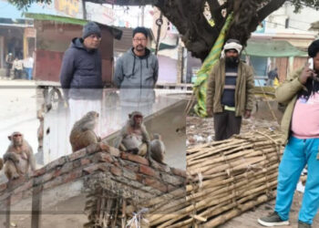 बृजमनगंज में बंदरों के आतंक पर सख्त कदम, नगर पंचायत ने पकड़े 35 बंदर