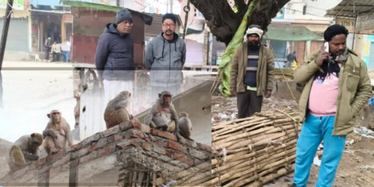 बृजमनगंज में बंदरों के आतंक पर सख्त कदम, नगर पंचायत ने पकड़े 35 बंदर