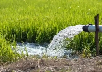 खीरों में बिजली संकट: दिन में कटौती, रात की ठंड में गेहूं सींचने को मजबूर किसान