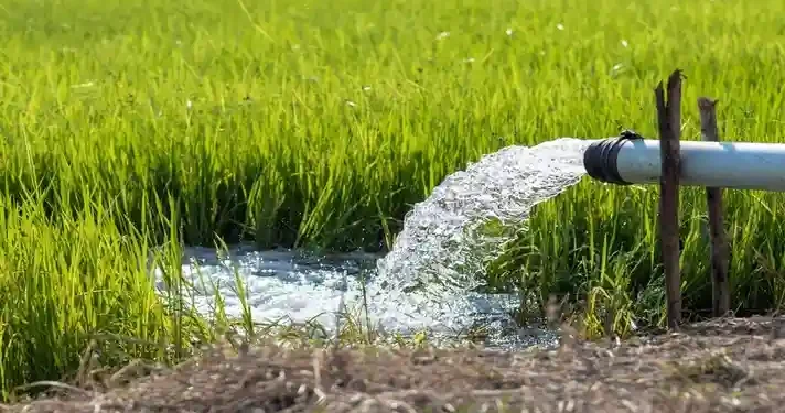 खीरों में बिजली संकट: दिन में कटौती, रात की ठंड में गेहूं सींचने को मजबूर किसान