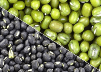 किसानों के लिए खुशखबरी: उर्द-मूंग के निःशुल्क बीज मिनीकिट, 15 जनवरी तक करें ऑनलाइन आवेदन