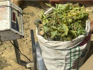 नेपाल से लाकर उगाई अफीम! बृजमनगंज में एनसीबी की बड़ी कार्रवाई, 450 पौधे नष्ट