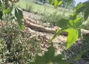 गोंडा के परसपुर में प्रतिबंधित पेड़ों की अवैध कटान, वन विभाग व पुलिस पर मिलीभगत के आरोप