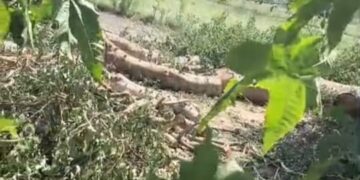 गोंडा के परसपुर में प्रतिबंधित पेड़ों की अवैध कटान, वन विभाग व पुलिस पर मिलीभगत के आरोप