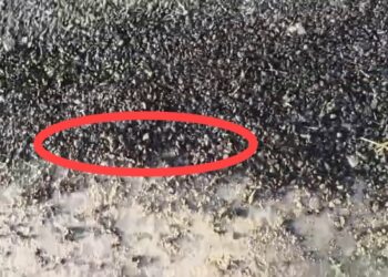 भ्रष्टाचार की भेंट चढ़ी सड़क: बनने के दूसरे ही दिन उखड़ने लगी नई डामर रोड, ग्रामीणों में आक्रोश