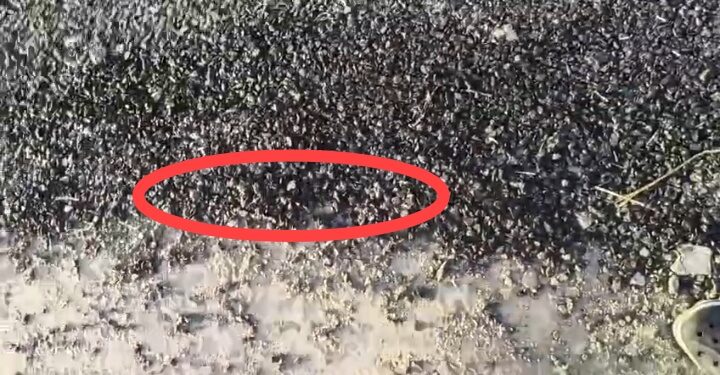 भ्रष्टाचार की भेंट चढ़ी सड़क: बनने के दूसरे ही दिन उखड़ने लगी नई डामर रोड, ग्रामीणों में आक्रोश