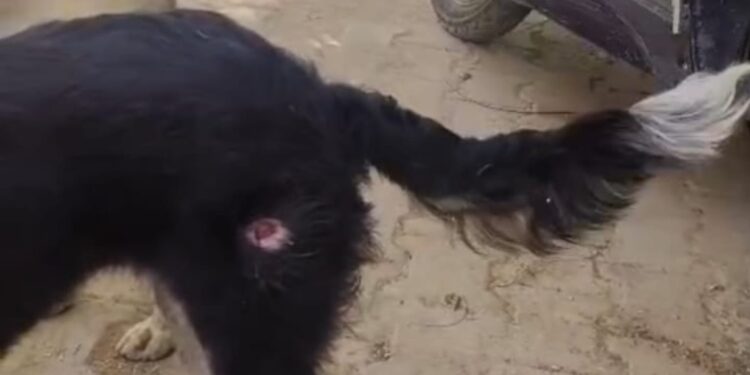 लखनऊ में पशु क्रूरता का मामला गरमाया, दंपत्ति पर गंभीर आरोप