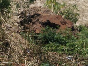 रायबरेली में धड़ल्ले से पेड़ों की कटान, वन विभाग के दावों पर उठे सवाल