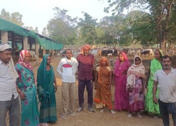 रायबरेली का बघौला गौशाला बना ग्रामीणों की कमाई का जरिया, 360+ गौवंश की बेहतर देखभाल