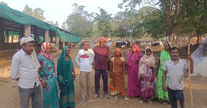 रायबरेली का बघौला गौशाला बना ग्रामीणों की कमाई का जरिया, 360+ गौवंश की बेहतर देखभाल