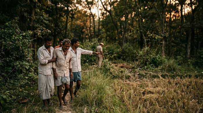 बहराइच में धान काटने गए उस्मान पर तेंदुए का हमला, रातभर तलाशते रहे ...